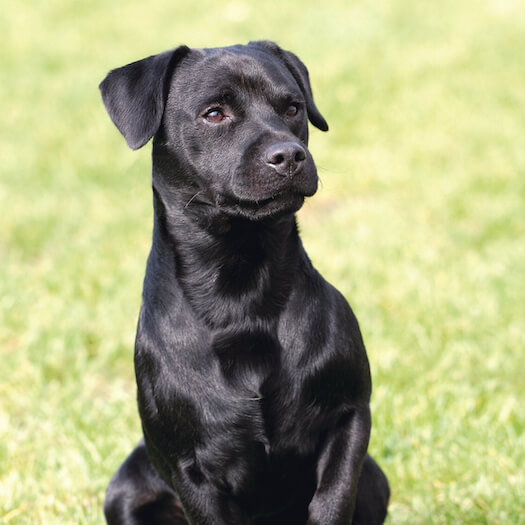 Patterdale puppies shop